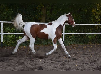 Cheval de sport polonais, Jument, 1 Année, 170 cm, Pinto