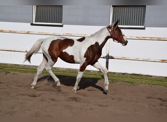 Cheval de sport polonais, Jument, 1 Année, 170 cm, Pinto