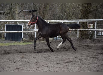 Cheval de sport polonais, Jument, 1 Année, 175 cm, Bai