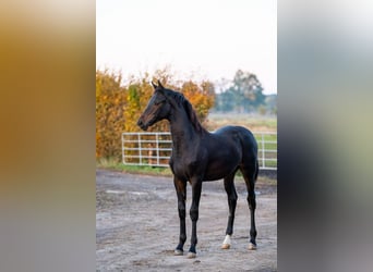 Cheval de sport polonais, Jument, 1 Année