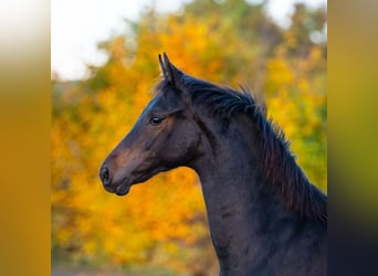 Cheval de sport polonais, Jument, 1 Année