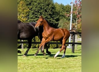 Cheval de sport polonais, Jument, 1 Année