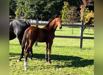 Cheval de sport polonais, Jument, 1 Année