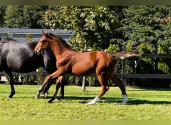 Cheval de sport polonais, Jument, 1 Année