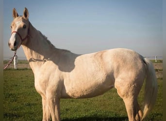 Cheval de sport polonais, Jument, 2 Ans, 164 cm, Palomino