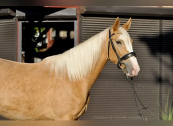 Cheval de sport polonais, Jument, 2 Ans, 170 cm, Palomino