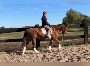 Cheval de sport polonais, Jument, 3 Ans, 160 cm, Alezan