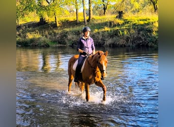 Cheval de sport polonais, Jument, 3 Ans, 167 cm, Alezan