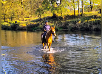 Cheval de sport polonais, Jument, 3 Ans, 167 cm, Alezan