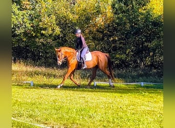 Cheval de sport polonais, Jument, 3 Ans, 167 cm, Alezan