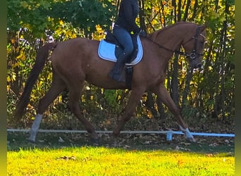 Cheval de sport polonais, Jument, 3 Ans, 167 cm, Alezan
