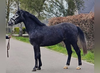 Cheval de sport polonais, Jument, 3 Ans, 167 cm, Gris noir