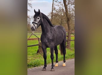 Cheval de sport polonais, Jument, 3 Ans, 167 cm, Gris noir
