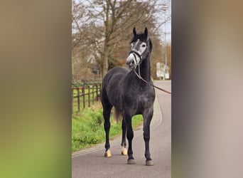 Cheval de sport polonais, Jument, 3 Ans, 167 cm, Gris noir