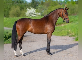 Cheval de sport polonais, Jument, 3 Ans, 170 cm, Bai cerise