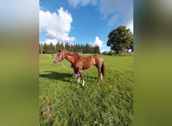 Cheval de sport polonais, Jument, 4 Ans, 157 cm, Alezan