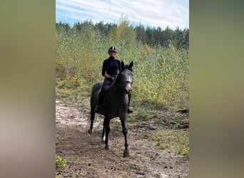 Cheval de sport polonais, Jument, 4 Ans, 163 cm, Gris