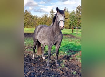 Cheval de sport polonais, Jument, 4 Ans, 163 cm, Gris