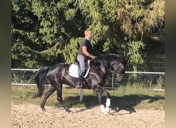 Cheval de sport polonais Croisé, Jument, 4 Ans, 167 cm, Noir