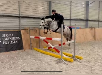 Cheval de sport polonais, Jument, 5 Ans, 158 cm, Gris