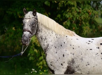 Cheval de sport polonais, Jument, 5 Ans, 161 cm, Léopard
