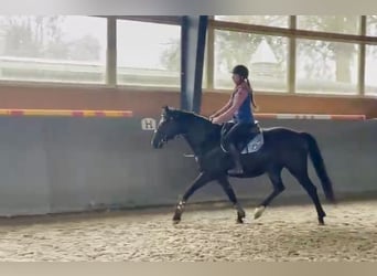 Cheval de sport polonais, Jument, 5 Ans, 165 cm, Bai brun