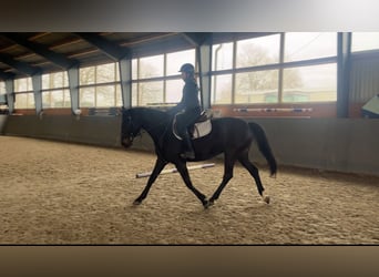 Cheval de sport polonais, Jument, 5 Ans, 165 cm, Bai brun