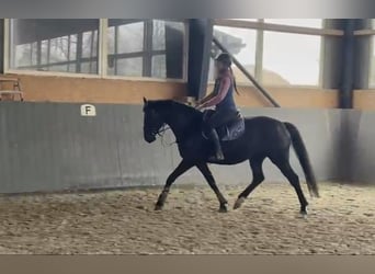 Cheval de sport polonais, Jument, 5 Ans, 165 cm, Bai brun foncé