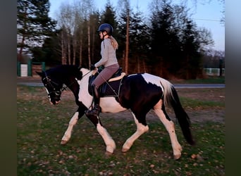 Cheval de sport polonais Croisé, Jument, 5 Ans, 165 cm, Pinto