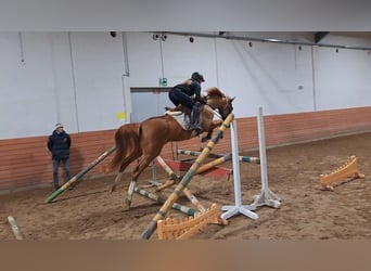 Cheval de sport polonais, Jument, 5 Ans, 166 cm, Alezan