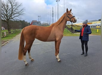 Cheval de sport polonais, Jument, 5 Ans, 166 cm, Alezan