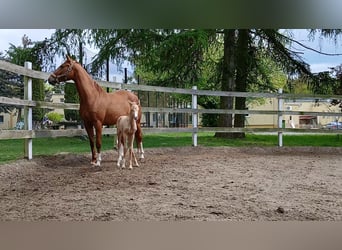 Cheval de sport polonais, Jument, 6 Ans, 153 cm, Alezan