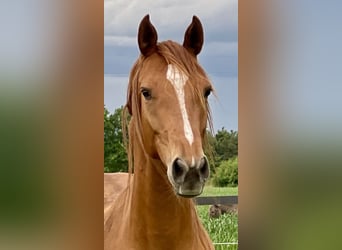 Cheval de sport polonais, Jument, 6 Ans, 153 cm, Alezan