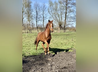 Cheval de sport polonais, Jument, 6 Ans, 163 cm, Alezan