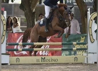 Cheval de sport polonais, Jument, 6 Ans, 163 cm, Alezan