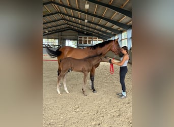 Cheval de sport polonais, Jument, 6 Ans, 165 cm