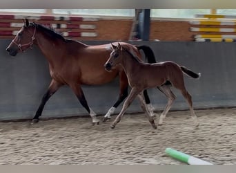 Cheval de sport polonais, Jument, 6 Ans, 165 cm