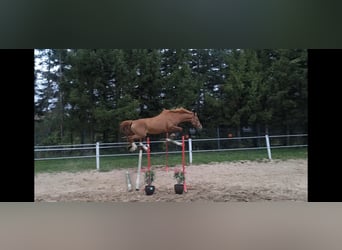 Cheval de sport polonais, Jument, 6 Ans, 166 cm, Alezan