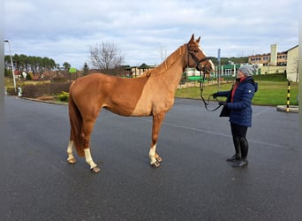 Cheval de sport polonais, Jument, 6 Ans, 166 cm, Alezan
