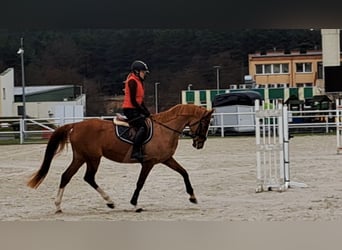 Cheval de sport polonais, Jument, 6 Ans, 166 cm, Alezan