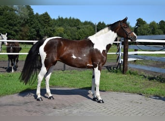 Cheval de sport polonais, Jument, 6 Ans, 167 cm, Pinto