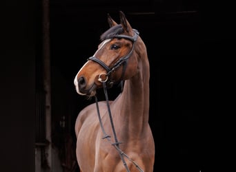 Cheval de sport polonais, Jument, 6 Ans, 168 cm, Bai
