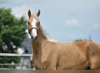 Cheval de sport polonais, Jument, 6 Ans, 168 cm, Palomino