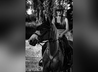 Cheval de sport polonais Croisé, Jument, 7 Ans, 164 cm, Alezan