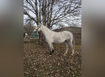 Cheval de sport polonais, Jument, 7 Ans, 170 cm, Gris