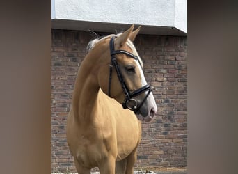 Cheval de sport polonais, Jument, 8 Ans, 155 cm, Isabelle