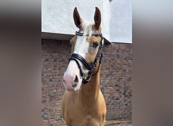 Cheval de sport polonais, Jument, 8 Ans, 155 cm, Isabelle