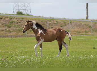 Cheval de sport polonais, Jument, Poulain (02/2026), 170 cm, Tobiano-toutes couleurs