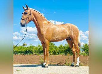 Cheval de sport portugais Croisé, Étalon, 2 Ans, 154 cm, Perle