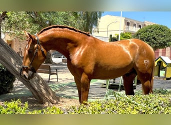 Cheval de sport portugais Croisé, Étalon, 2 Ans, 158 cm, Alezan cuivré